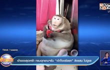 เจ้าของสุดเศร้า กรมอุทยานฯรับ “เจ้าก็อตซิลลา” ลิงแสม ไปดูแล