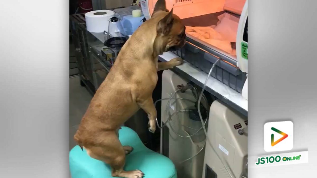 สุนัขดูลูกน้อยอย่างเป็นห่วง หลังจากที่ได้รับการผ่าตัดคลอด (20-4-61)
