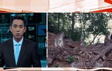 ลิงขาดแคลนอาหารจากภาวะภัยแล้ง