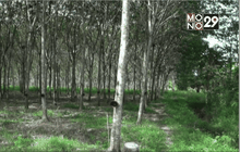 ดีเดย์พรุ่งนี้รัฐรับซื้อยางพาราจากรายย่อย