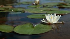 ปฏิทินวันพระ 2563 เดือนกรกฎาคม