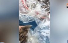 โซเชียลแชร์จับนกใส่ถุงขายปล่อยทำบุญ