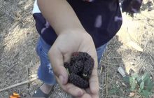 ปลูกมัลเบอร์รี่สู้ภัยแล้ง จ.นครราชสีมา