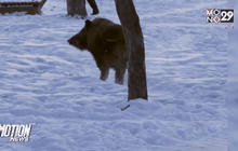 พบหมูป่ากลางสวนสาธารณะในรัสเซีย