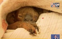 ภาพสะเทือนคนทั้งโลก นาทีช่วยชีวิต“โคอาล่า”จากไฟป่า