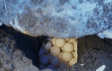 รณรงค์หยุดบริโภคไข่เต่าในคอสตาริกา