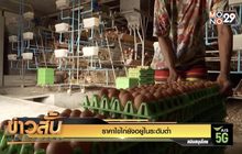 ราคาไข่ไก่ยังอยู่ในระดับต่ำ