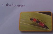 เด็กชาย 11 ขวบถูกพิษแมลงด้วงก้นกระดก