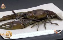 พบกุ้งเครย์ฟิชขนาดยักษ์ในสหรัฐฯ