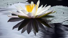 ปฏิทินวันพระ 2563 เดือนมิถุนายน