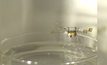 หุ่นยนต์จิ๋ว “โรโบบี” ดีดตัวขึ้นจากน้ำสำเร็จ