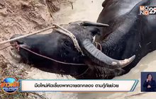 มือใหม่หัดเลี้ยงพาควายตกคลอง ตามกู้ภัยช่วย