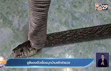 งูสิงดงตัวเขื่องบุกบ้านพักตำรวจ