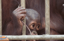 เตรียมส่งอุรังอุตังกลับอินโดนีเซียวันนี้