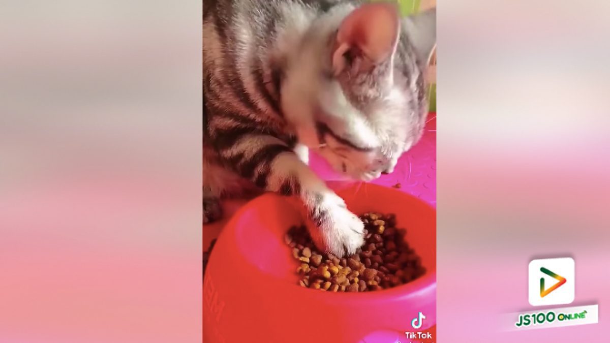 มิติใหม่ของการกินอาหารแบบแมวๆ