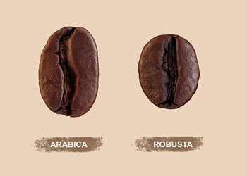กาแฟโรบัสต้า vs อาราบิก้า รู้จักสายพันธุ์กาแฟระดับพรีเมียมกับNespresso