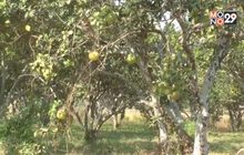 ภัยแล้งกระทบสวนส้มโอ-เป็ดไล่ทุ่ง