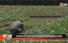 เกษตรกรไทยป่วยจากสารกำจัดศัตรูพืชมากขึ้น