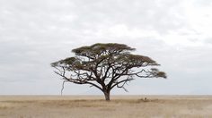 Little Wild นิทรรศการภาพถ่ายฝีพระหัตถ์ พระเจ้าหลานเธอ พระองค์เจ้าสิริวัณณวรีนารีรัตน์