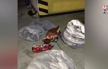 พบซากโคมลอยเกลื่อนเชียงใหม่ ตกในสนามบิน 21 ลูก