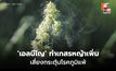 พบ ‘เอลนีโญ’ ทำเกสรหญ้าเพิ่มขึ้น เสี่ยงกระตุ้นโรคภูมิแพ้