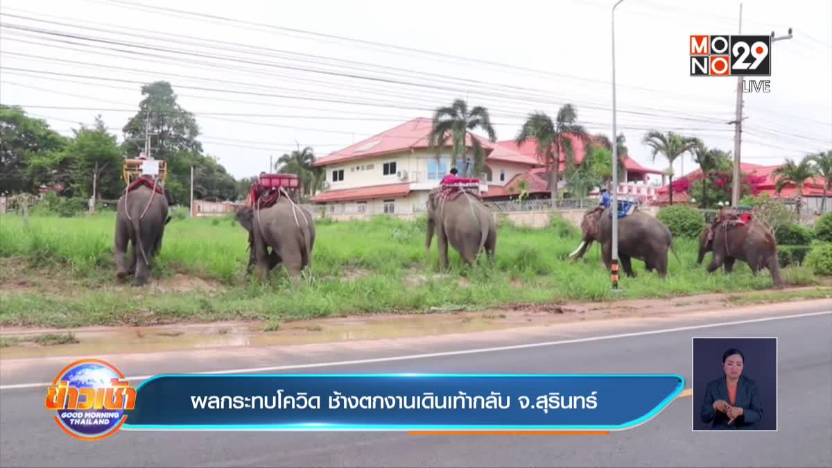 ผลกระทบโควิด ช้างตกงานเดินเท้ากลับ จ.สุรินทร์