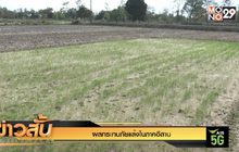 ผลกระทบภัยแล้งในภาคอีสาน