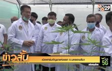 เปิดฟาร์มกัญชาแห่งแรก จ.นครราชสีมา