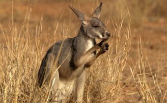 Wild Moment – Funny 2