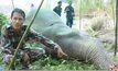 พบช้างป่าล้มในสวนยางพารา คาดถูกไฟฟ้าช็อต