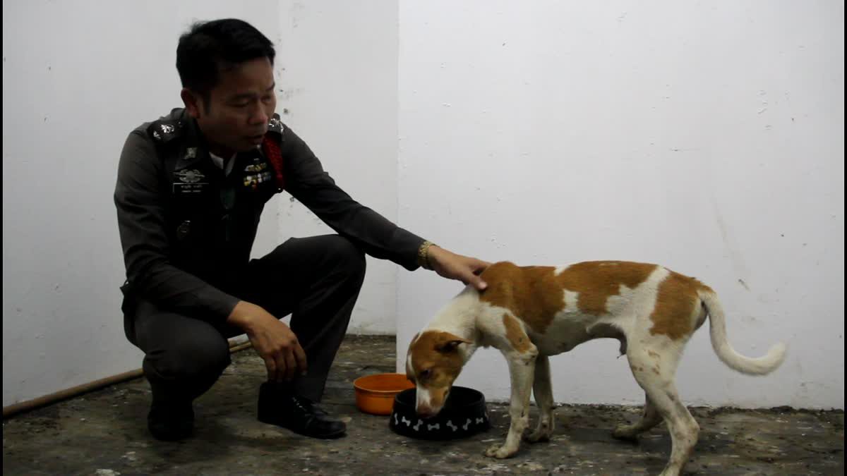 ชื่นชม! ตร.เมืองกรุงเก่า ช่วยหมาถูกรถชนรักษาจนรอด