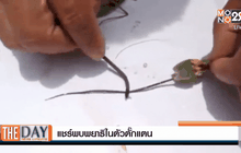 แชร์พบพยาธิในตัวตั๊กแตน