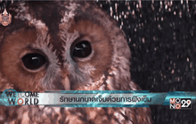 รักษานกบาดเจ็บด้วยการฝังเข็ม