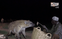 ไฮยีนาแมนแห่งเอธิโอเปีย