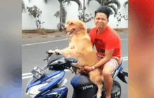 แห่ชมคลิปสุนัขขับมอเตอร์ไซค์ในอินโดนีเซีย