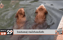 โกลเด้นแสนรู้ ว่ายน้ำเก็บขยะขึ้นฝั่ง