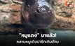 เปิดตัว “หมูแดง” ลูกฮิปโปแคระ ดาวเด่นสวนสัตว์โคราช