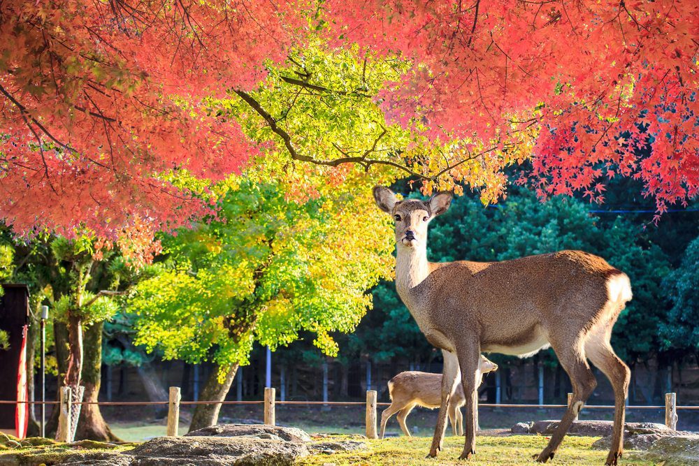  สถานที่ ชมใบไม้เปลี่ยนสีที่ญี่ปุ่น สวนสาธารณะนารา (Nara Park) 