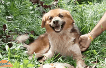 สุนัขซื่อสัตย์ รอนายมารับกลับบ้าน นานกว่า 7 เดือน