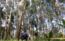 ขอรัฐดูแลสินค้าเกษตรจริงจังเป็นของขวัญปีใหม่