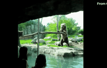 หมีขว้างหินใส่กระจกในสวนสัตว์มินนิโซตา