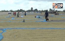 จ.ยโสธร แก้ปัญหาตากข้าวบนถนนเสี่ยงอุบัติเหตุ