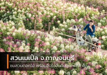 สวนเมเปิ้ล จ.กาญจนบุรี ชมสวนดอกไม้ พร้อมอิ่มไม่อั้นกับบุฟเฟ่ต์ลำไย