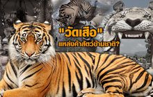 “วัดเสือ” แหล่งค้าสัตว์ข้ามชาติ?