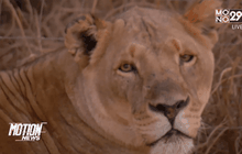 สิงโตขย้ำสาวอเมริกันตายที่แอฟริกาใต้