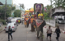 อลังการแห่นาคโบราณเมืองสุรินทร์