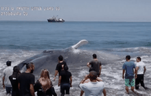 พบวาฬเกยตื้นที่ชายหาดในชิลี