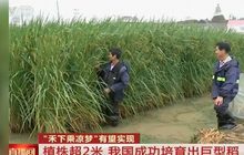 จีนทดลองปลูกข้าวยักษ์สายพันธุ์ใหม่สูง 2.2 เมตร
