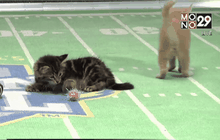 การแข่งขันซุปเปอร์โบวล์แมวจากฮอลมาร์ก สหรัฐฯ