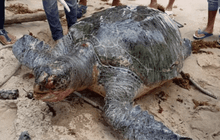 พบซากเต่าตนุชายหาดชุมพร